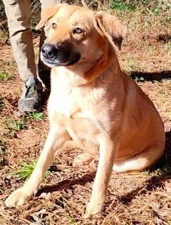 Enlarge Lady, a ADOPTABLE mixed breed in Chelmsford, MA image 2/5