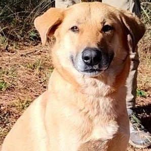 Enlarge Lady, a ADOPTABLE mixed breed in Chelmsford, MA image 1/5