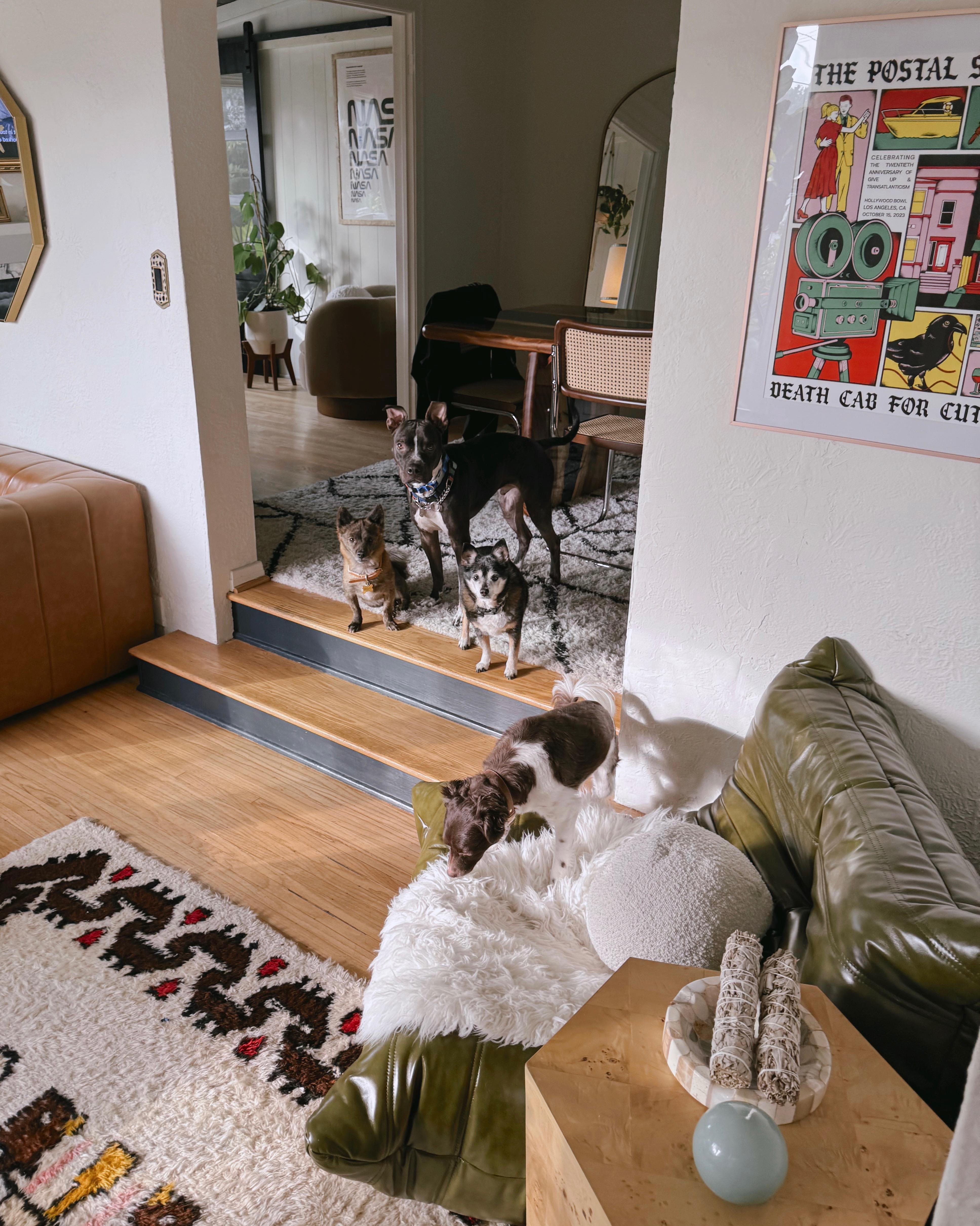 Enlarge Sirius aka Siri, a Adoptable mixed breed in Portland , OR image 5/6