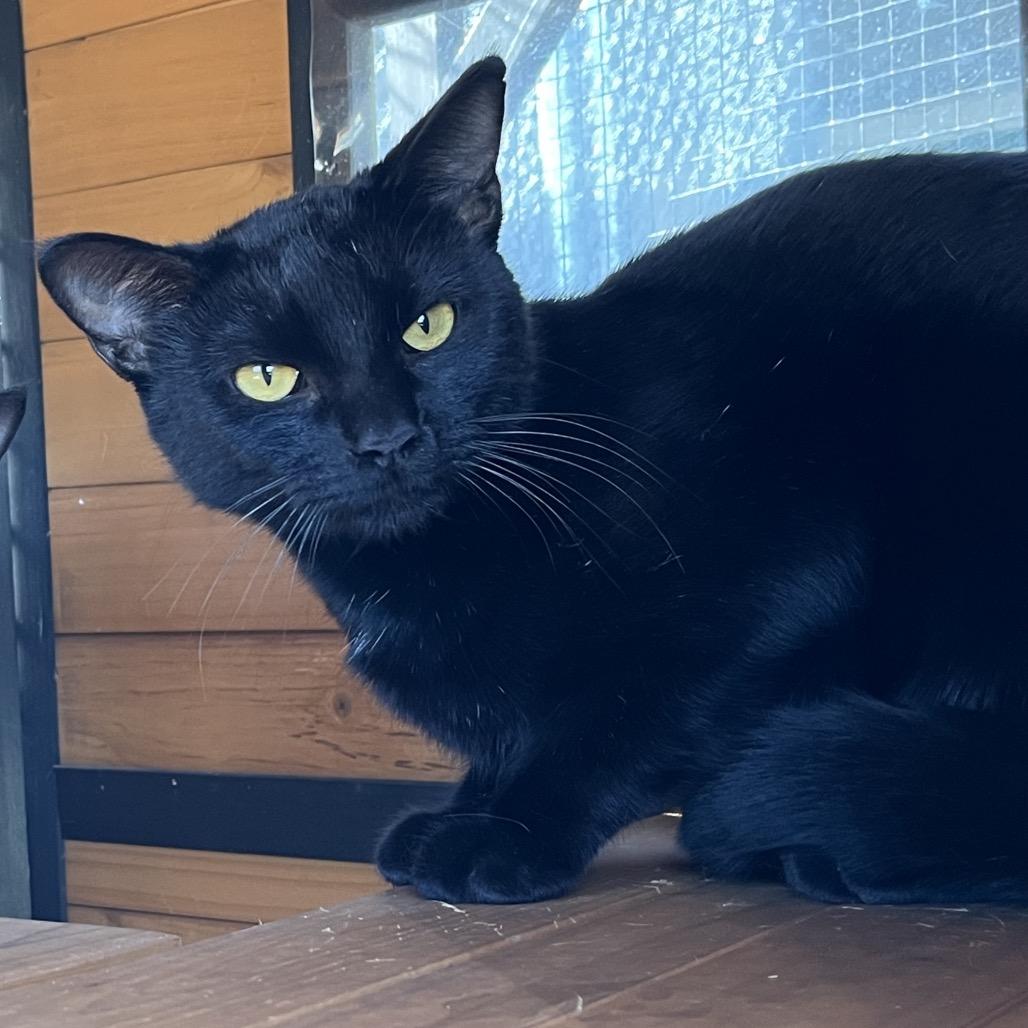 Enlarge Lucy, a Adoptable Domestic Short Hair in Pauls Valley, OK image 1/2