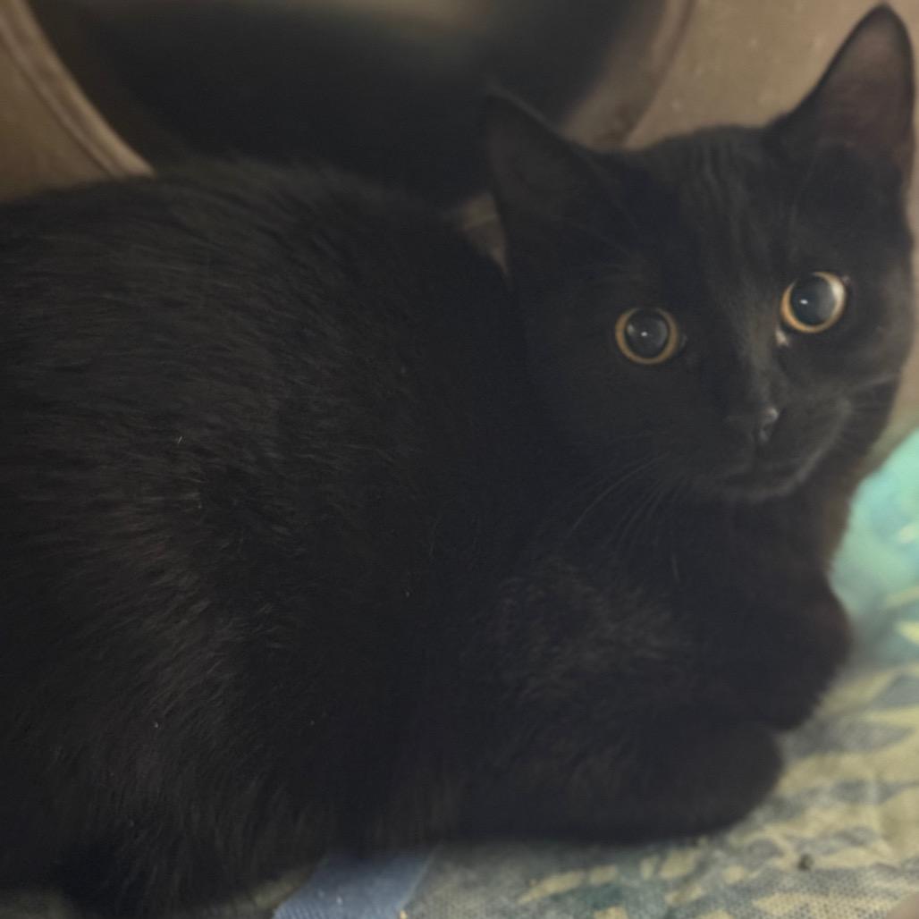 Enlarge Lucy, a Adoptable Domestic Short Hair in Pauls Valley, OK image 2/2