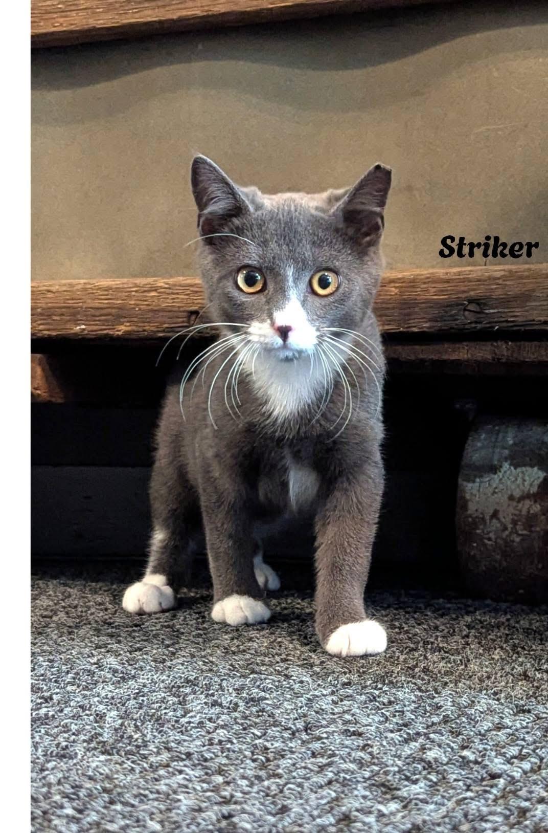 Enlarge STRIKER, a Adoptable Domestic Short Hair in Schnecksville, PA image 1/1