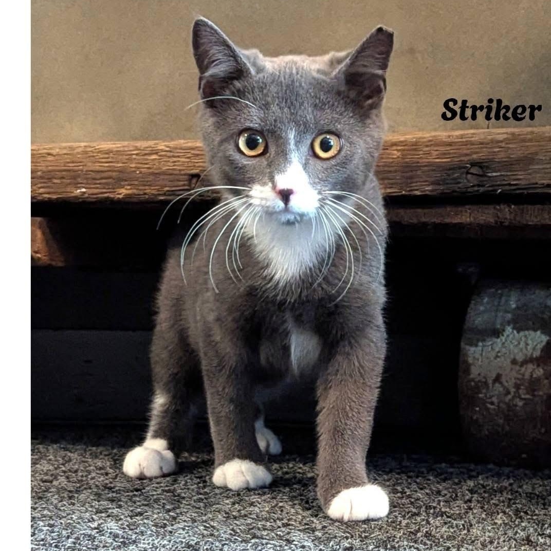STRIKER, a Adoptable Domestic Short Hair in Schnecksville, PA image 1/3