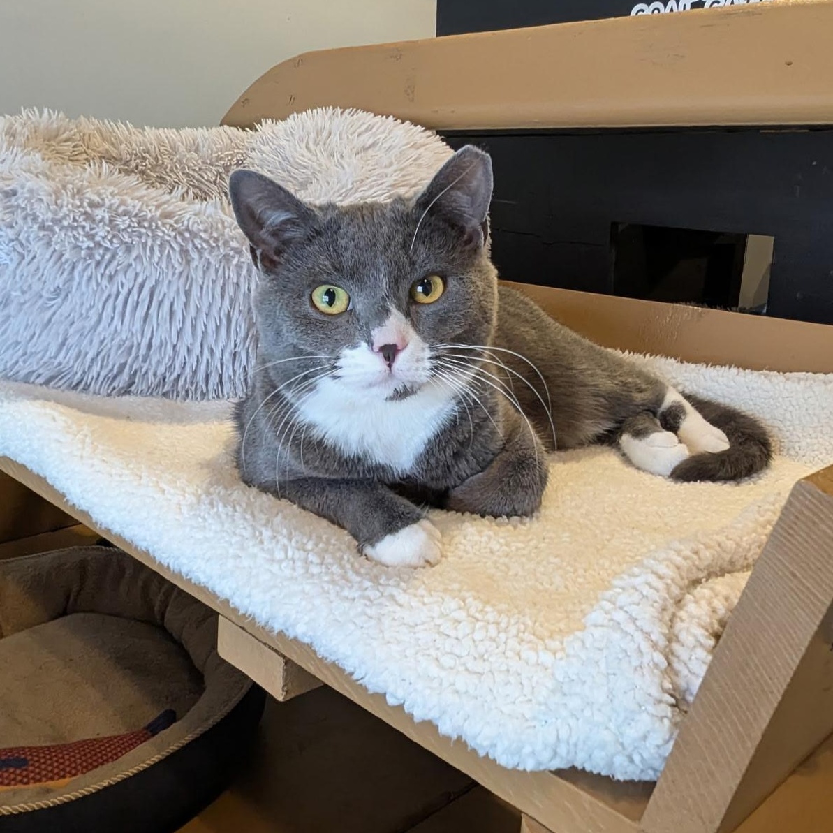 STRIKER, a Adoptable Domestic Short Hair in Schnecksville, PA image 2/3