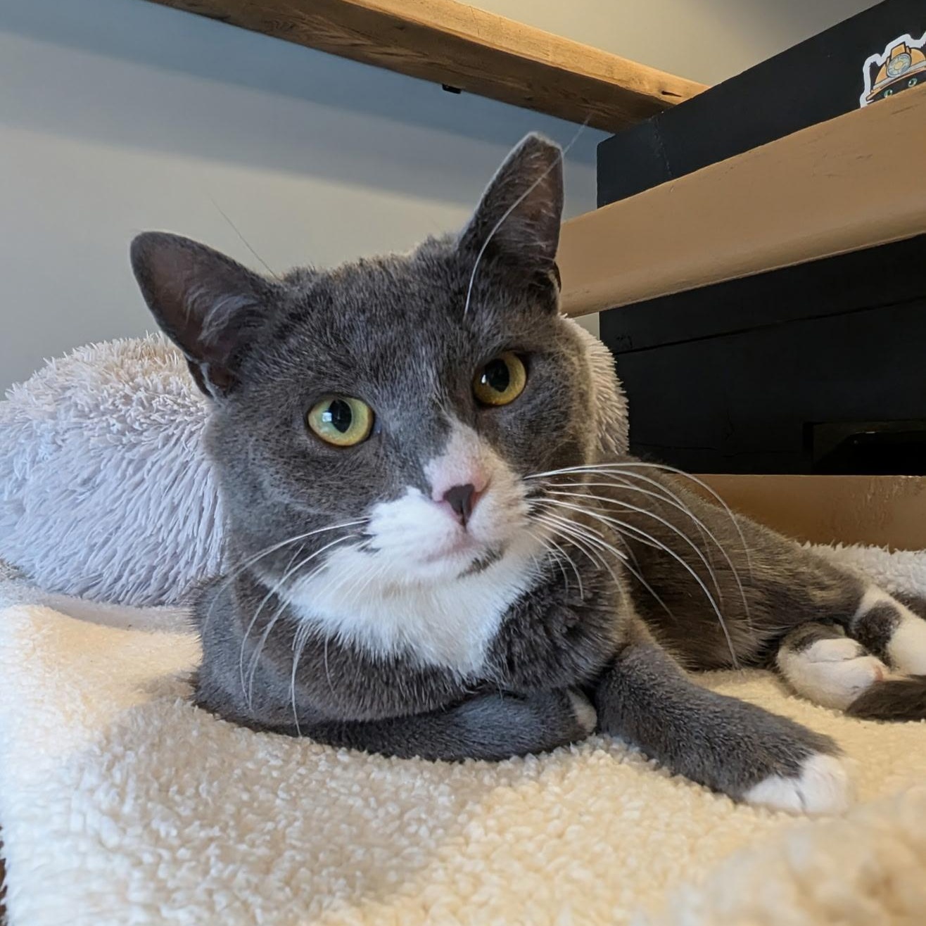 STRIKER, a Adoptable Domestic Short Hair in Schnecksville, PA image 3/3