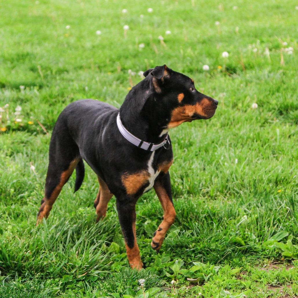 Enlarge Syndell, a Adoptable mixed breed in Columbia, MO image 1/6