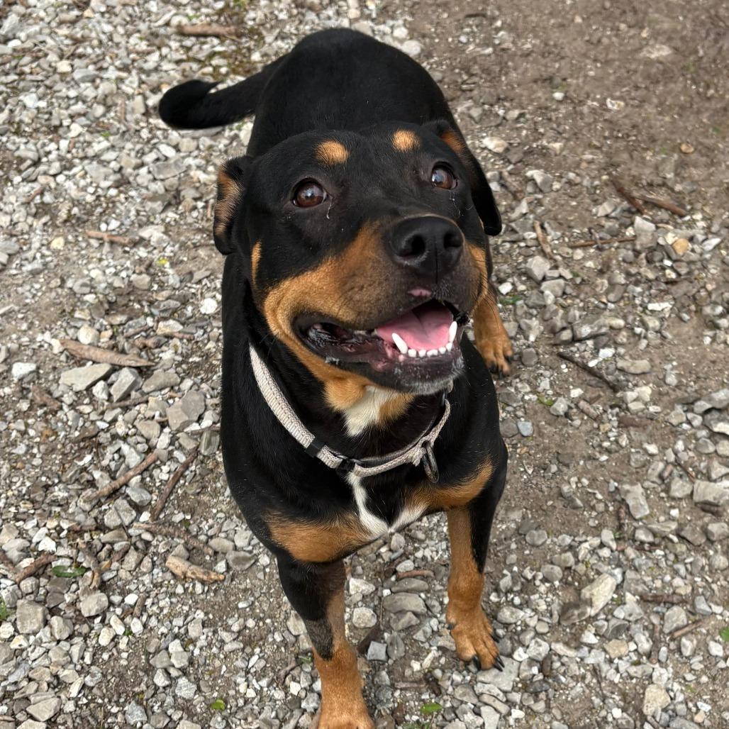 Enlarge Syndell, a Adoptable mixed breed in Columbia, MO image 2/6