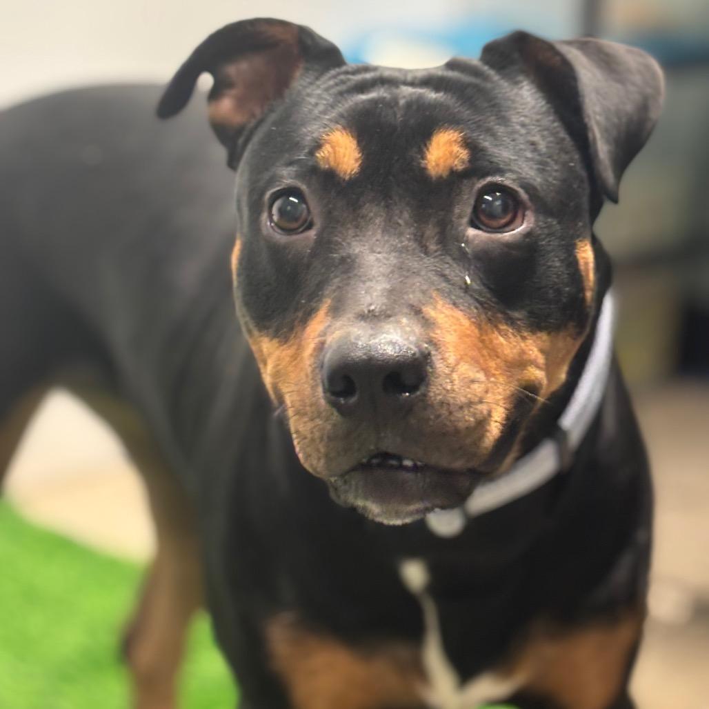 Enlarge Syndell, a Adoptable mixed breed in Columbia, MO image 3/6