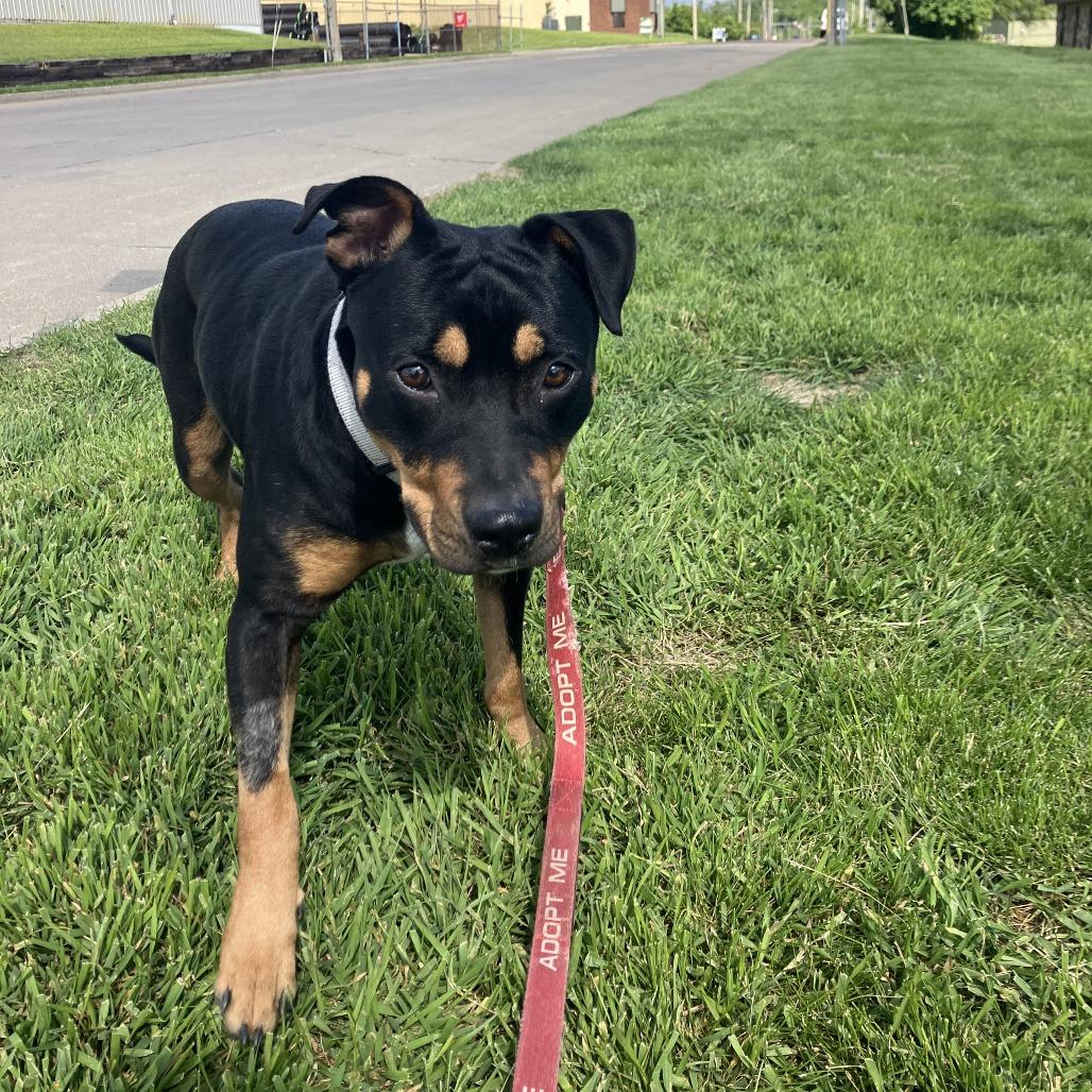 Enlarge Syndell, a Adoptable mixed breed in Columbia, MO image 4/6