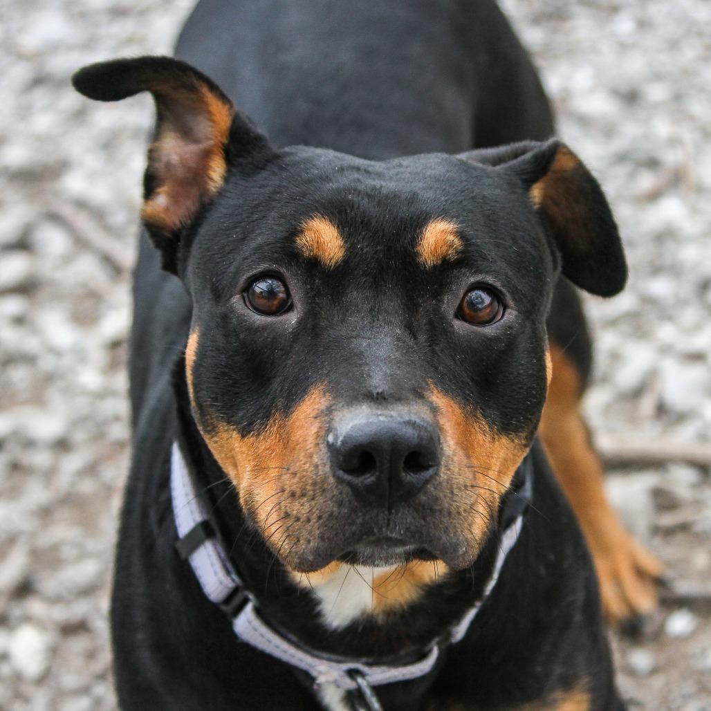 Enlarge Syndell, a Adoptable mixed breed in Columbia, MO image 5/6