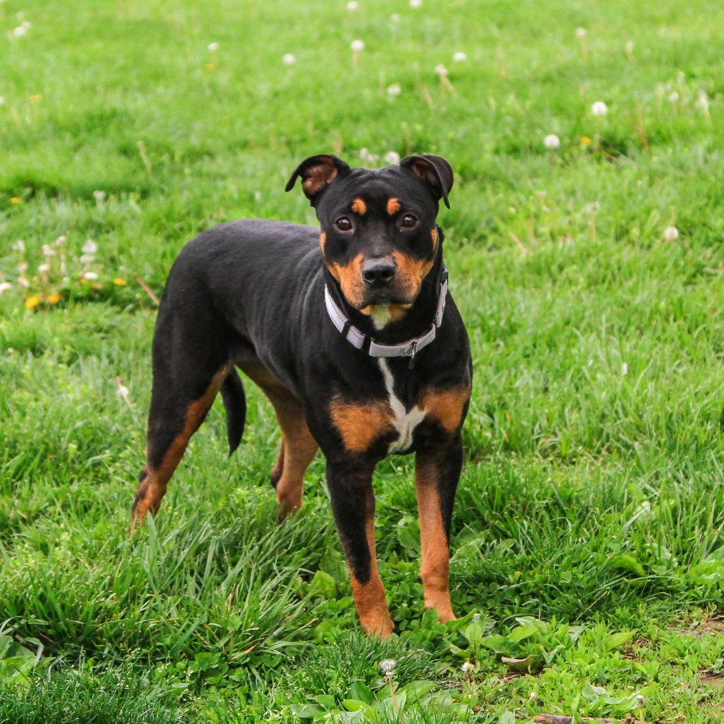 Enlarge Syndell, a Adoptable mixed breed in Columbia, MO image 6/6