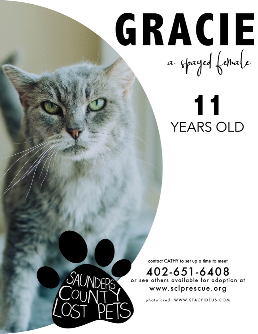 Gracie, Adoptable, Senior Female Domestic Medium Hair.
