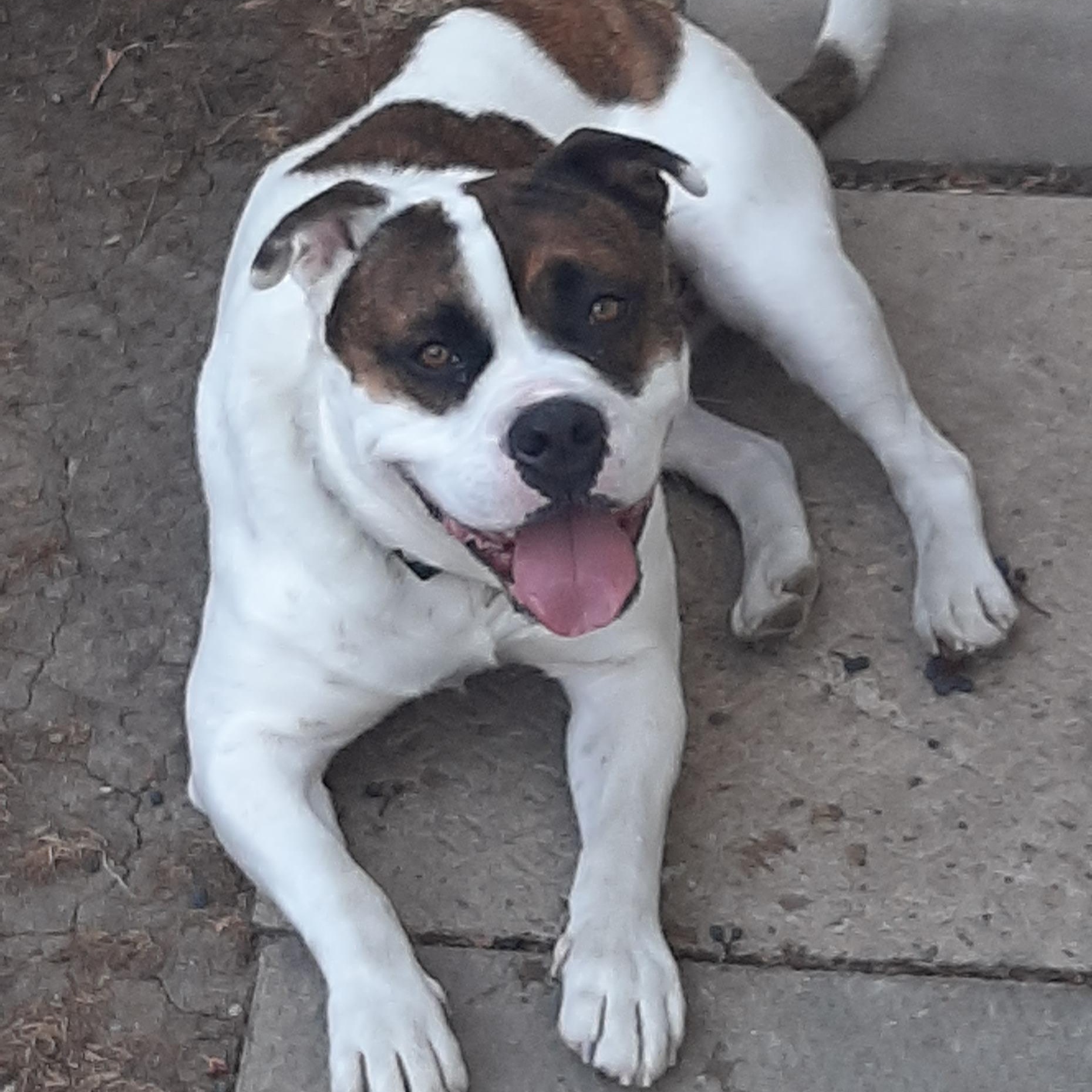 Available for Adoption - New Hope Dog Rescue