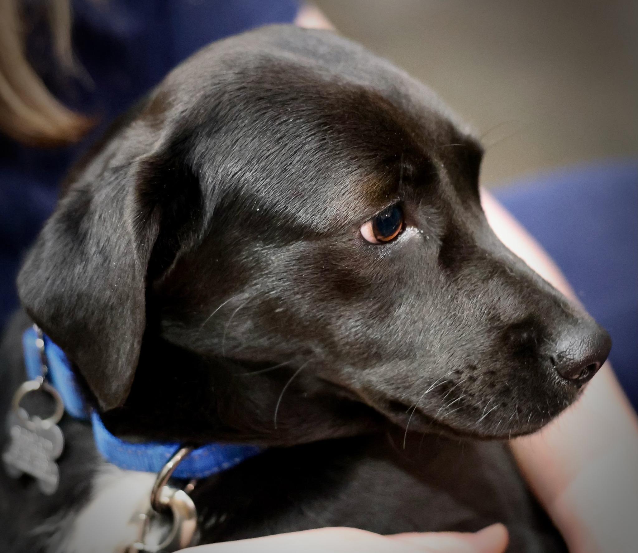 Enlarge Gigi, an adoptable mixed breed in Palatine, IL image 2/4