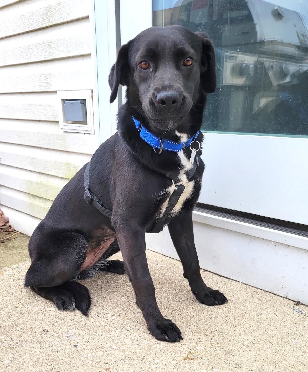 Enlarge Gigi, an adoptable mixed breed in Palatine, IL image 4/4