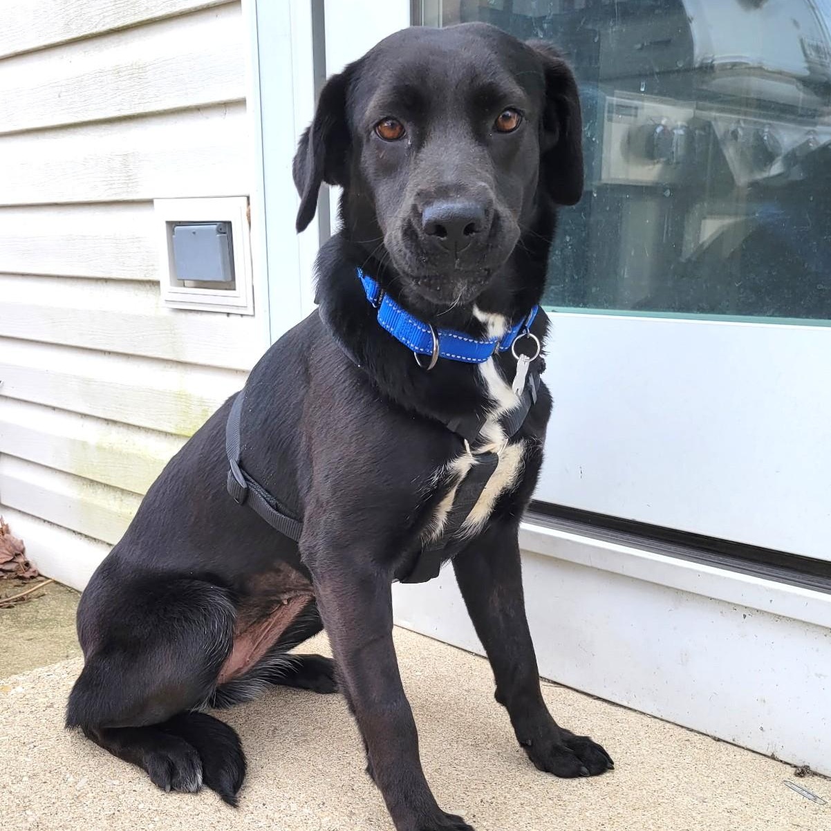 Enlarge Gigi, an adoptable mixed breed in Palatine, IL image 1/4