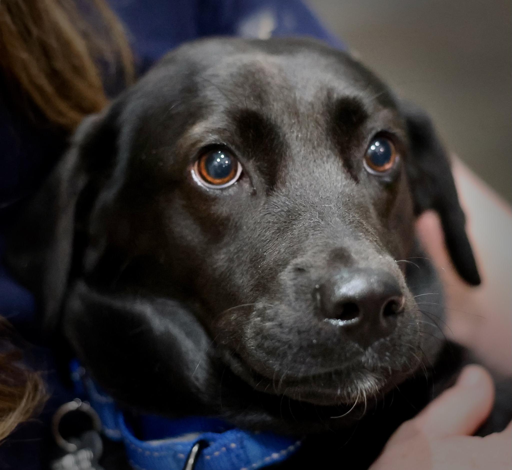 Gigi, adoptable, Young Female Retriever & Mixed Breed.
