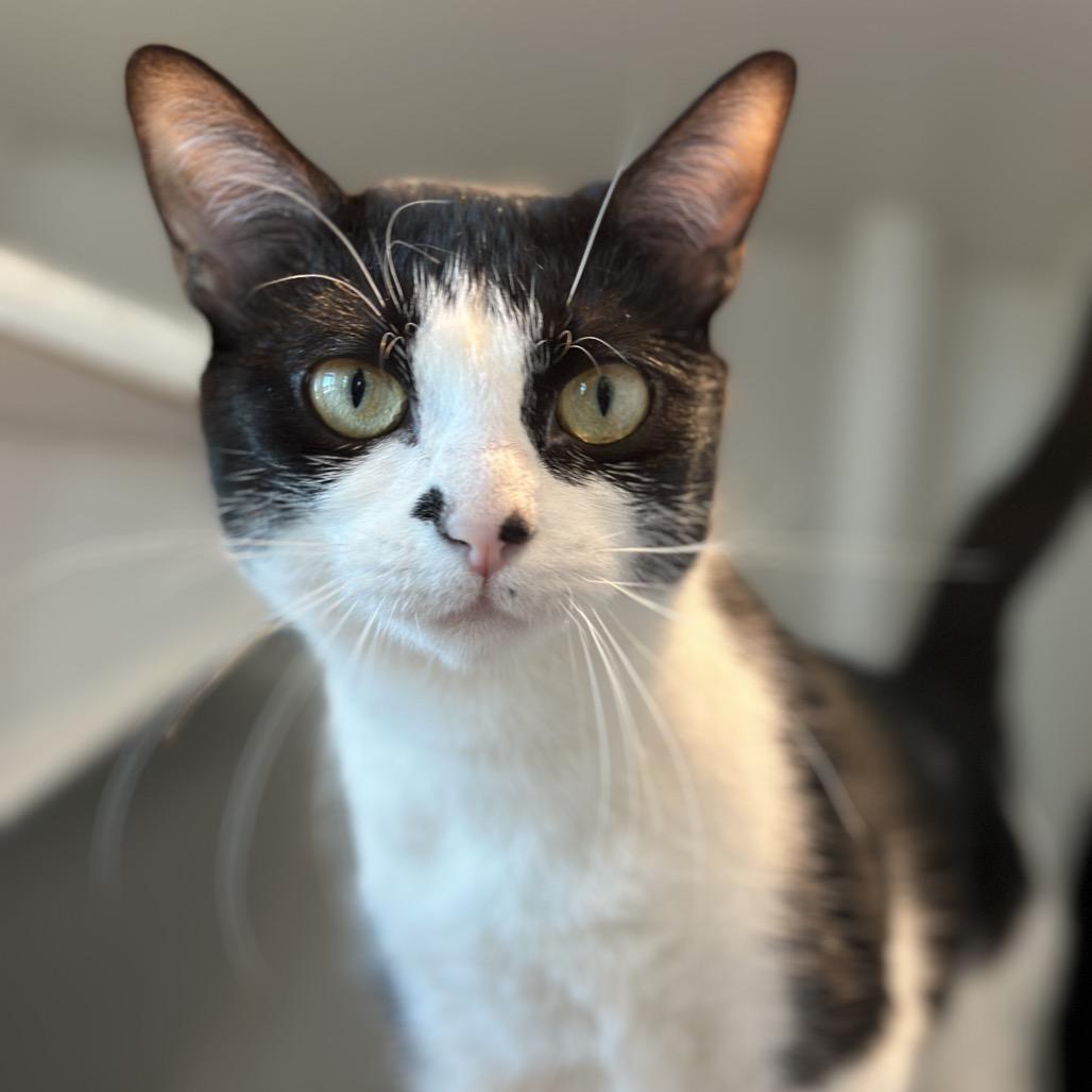 Enlarge Bette, a Adoptable Domestic Short Hair in Matteson, IL image 1/3