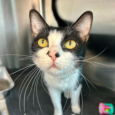 Enlarge Bette, a Adoptable Domestic Short Hair in Matteson, IL image 2/3