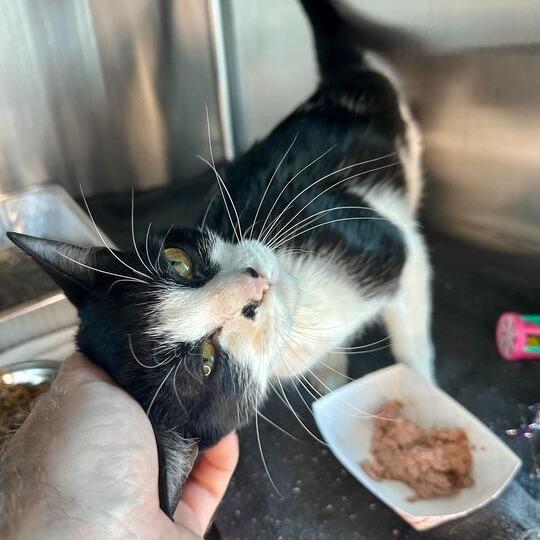 Enlarge Bette, a Adoptable Domestic Short Hair in Matteson, IL image 3/3