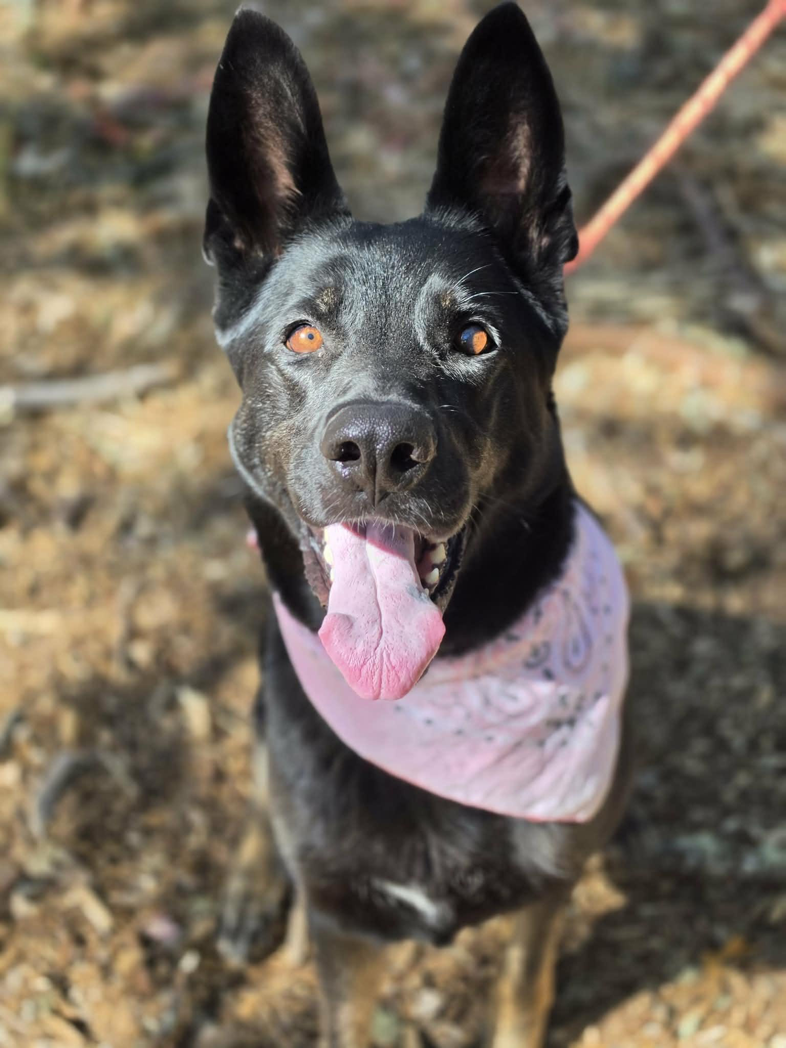 Reign, ADOPTABLE, Adult Female German Shepherd Dog.