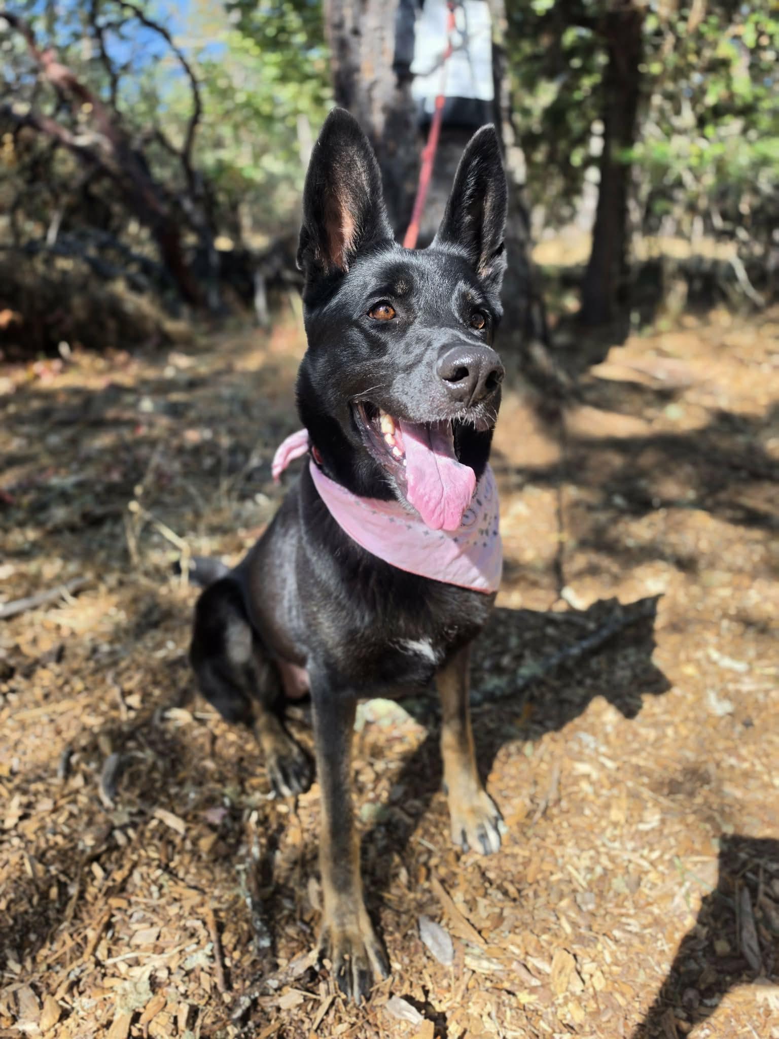 Reign, a ADOPTABLE German Shepherd Dog in Grants Pass, OR image 3/6