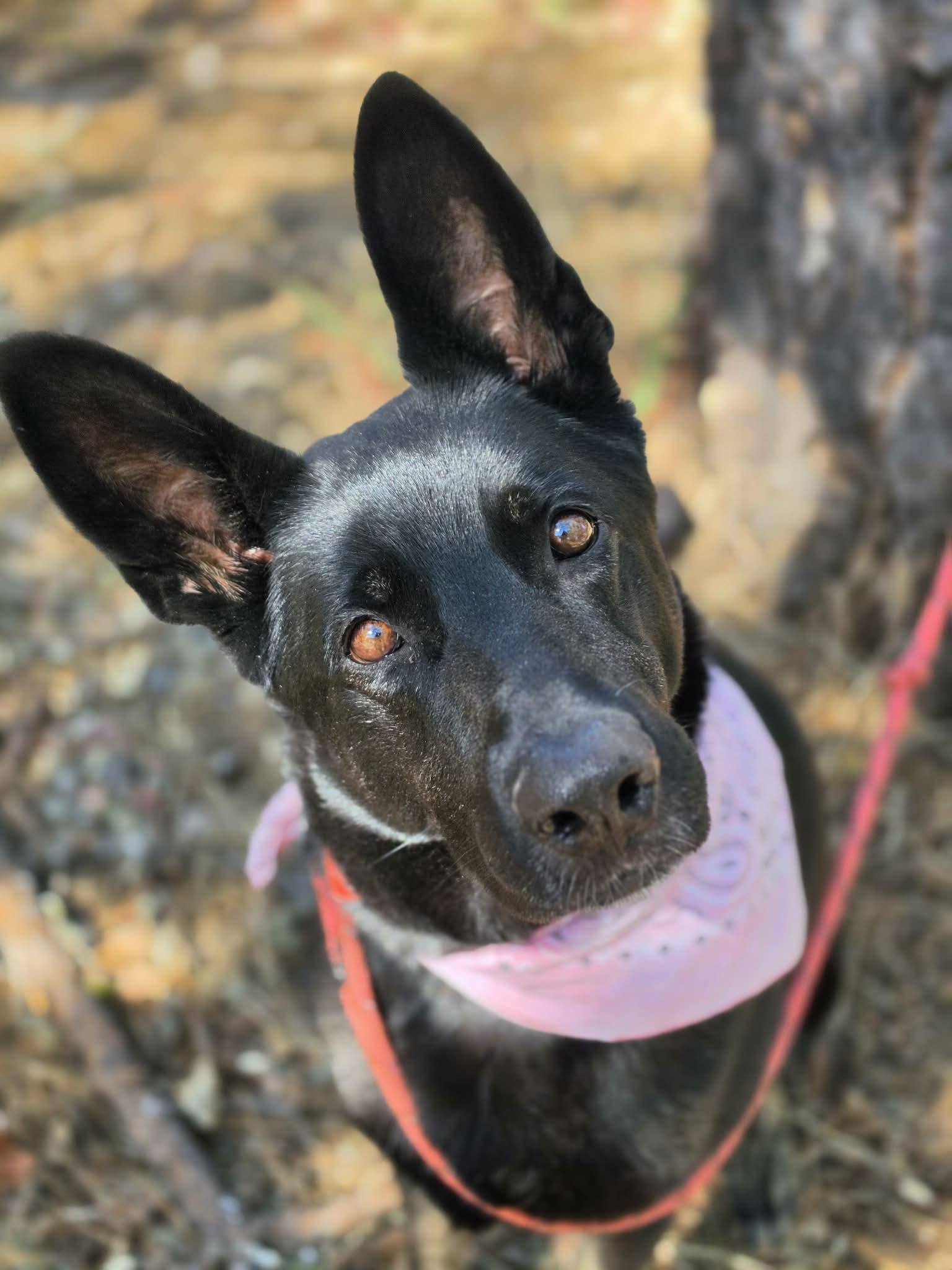 Reign, a ADOPTABLE German Shepherd Dog in Grants Pass, OR image 4/6