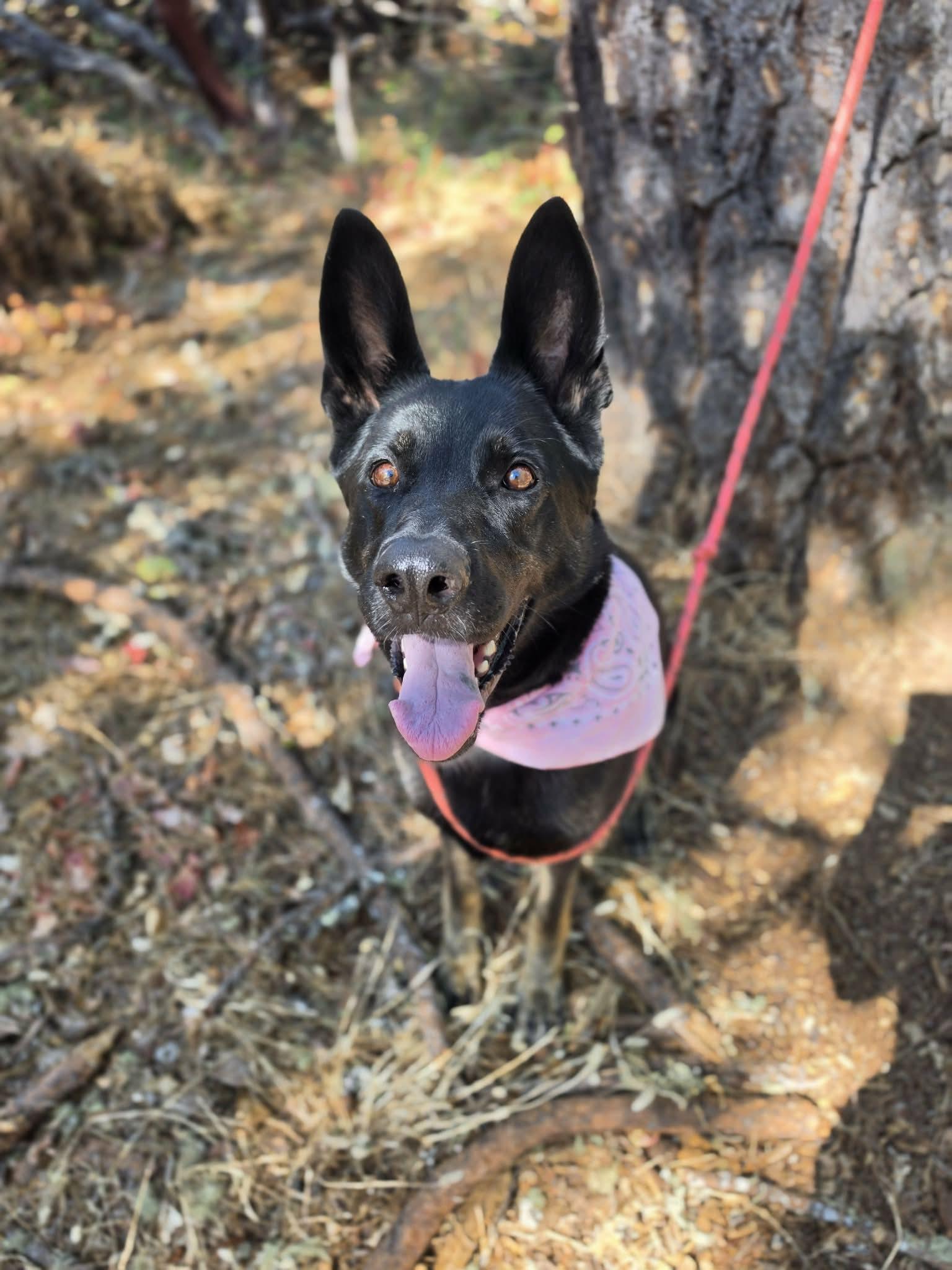Reign, a ADOPTABLE German Shepherd Dog in Grants Pass, OR image 2/6