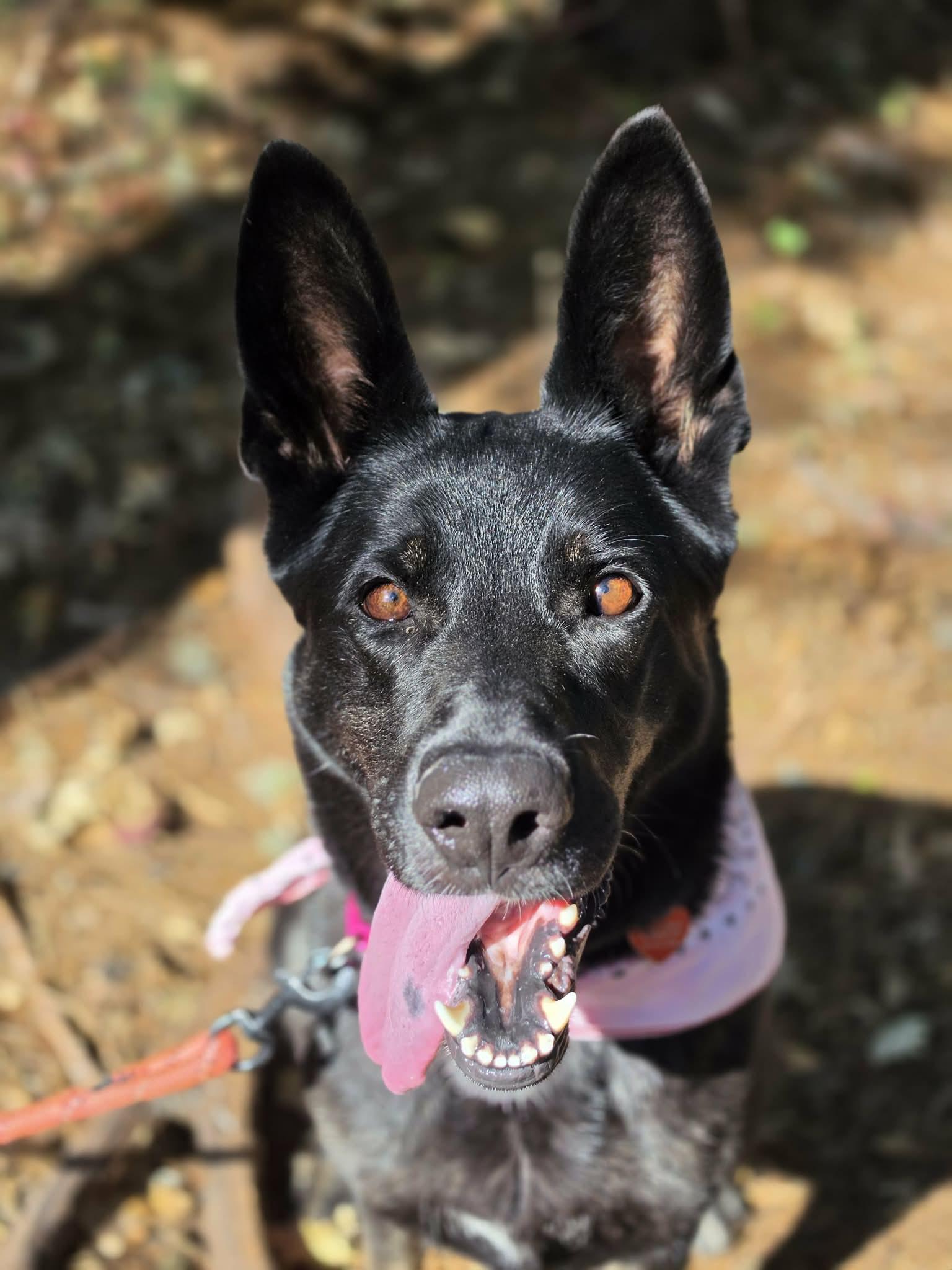 Reign, a ADOPTABLE German Shepherd Dog in Grants Pass, OR image 5/6