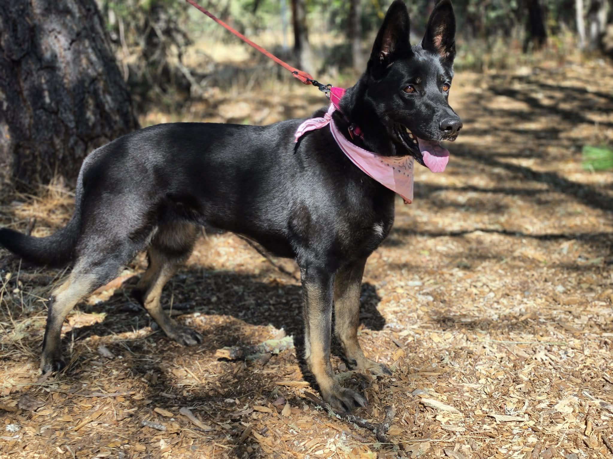 Reign, a ADOPTABLE German Shepherd Dog in Grants Pass, OR image 6/6