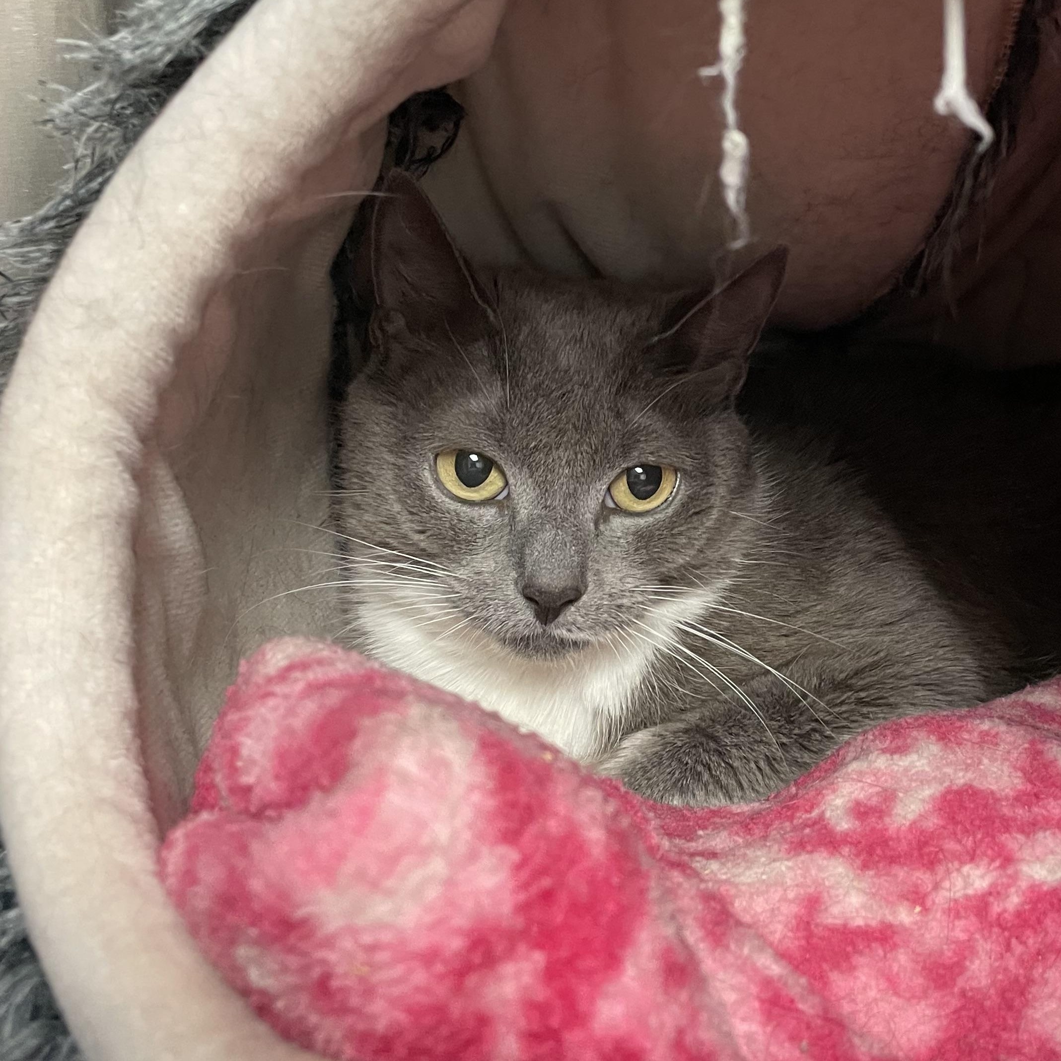 Enlarge Cynthia and Delilah (bonded girls), a ADOPTABLE American Shorthair in North Kingstown, RI image 2/6