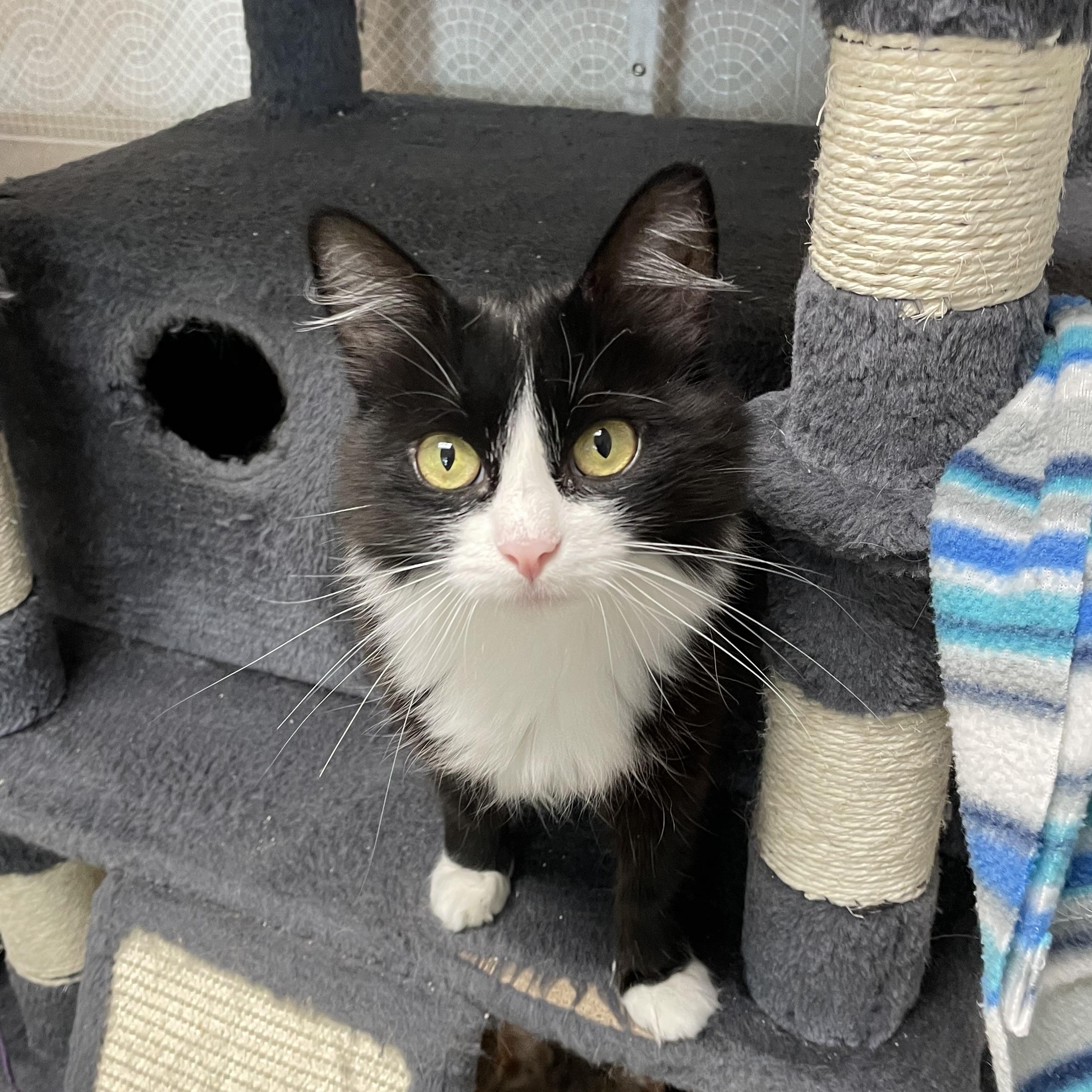 Cynthia and Delilah (bonded girls), a ADOPTABLE American Shorthair in North Kingstown, RI image 2/6