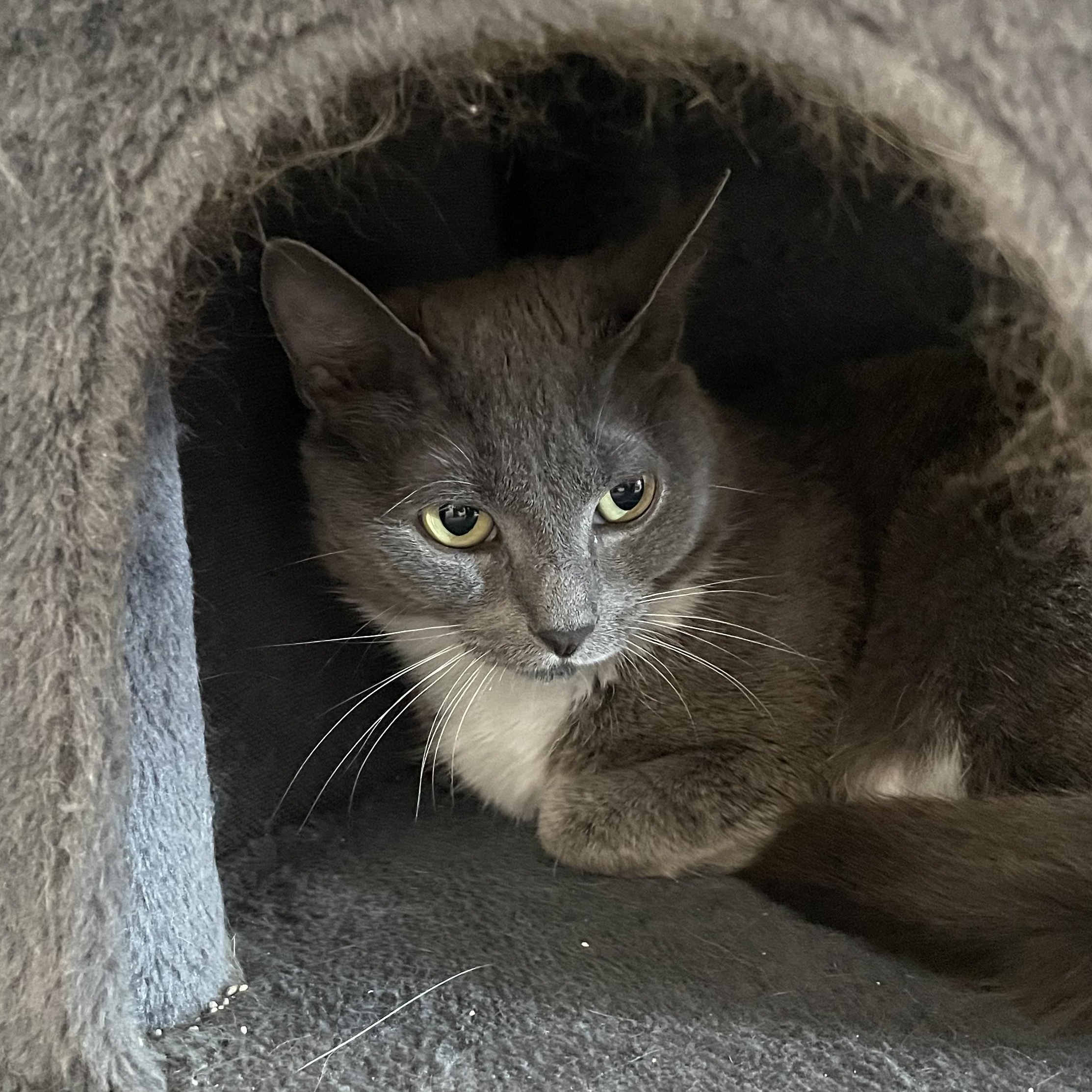 Cynthia and Delilah (bonded girls), a ADOPTABLE American Shorthair in North Kingstown, RI image 3/6