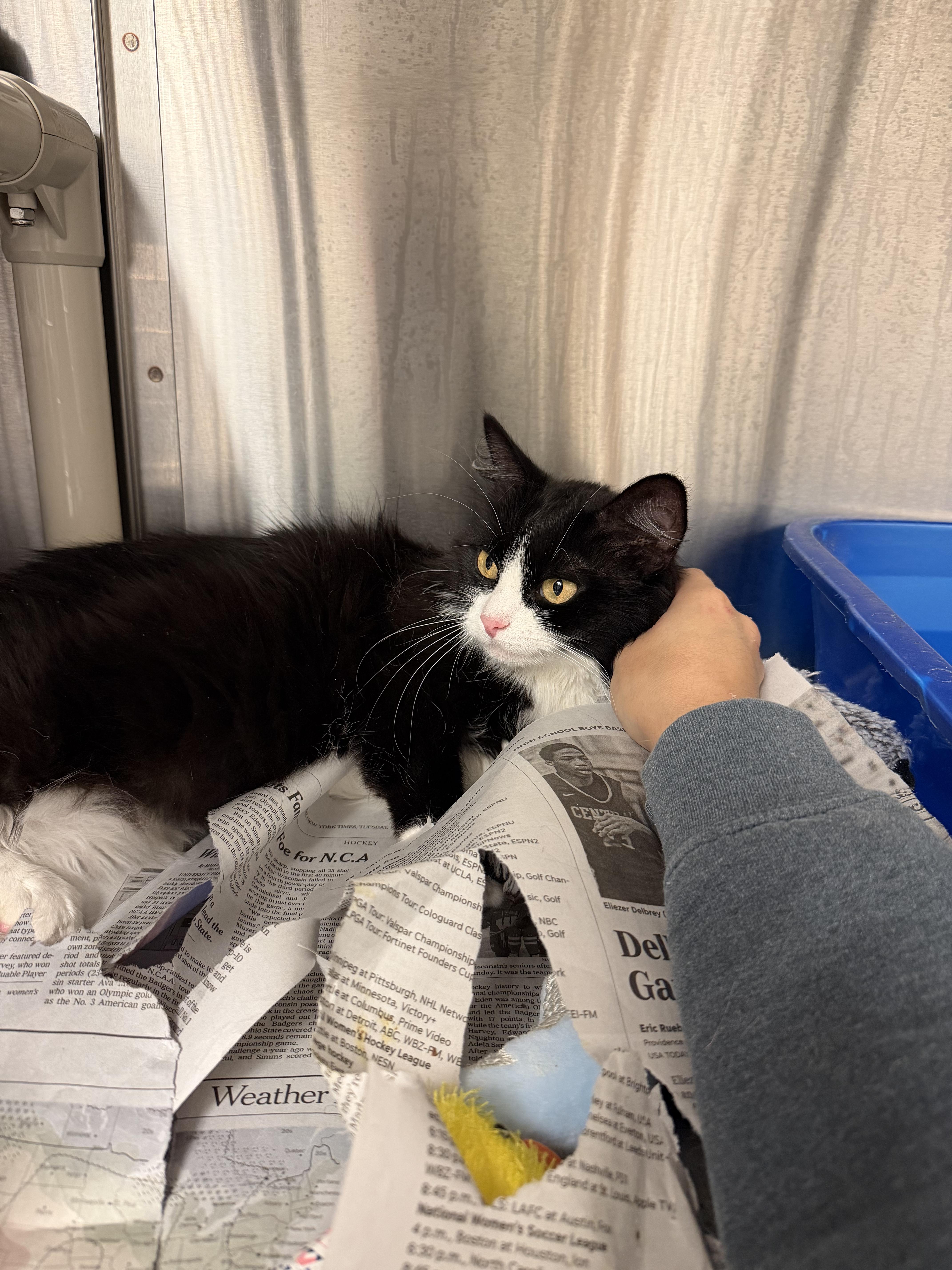 Enlarge Cynthia and Delilah (bonded girls), a ADOPTABLE American Shorthair in North Kingstown, RI image 6/6