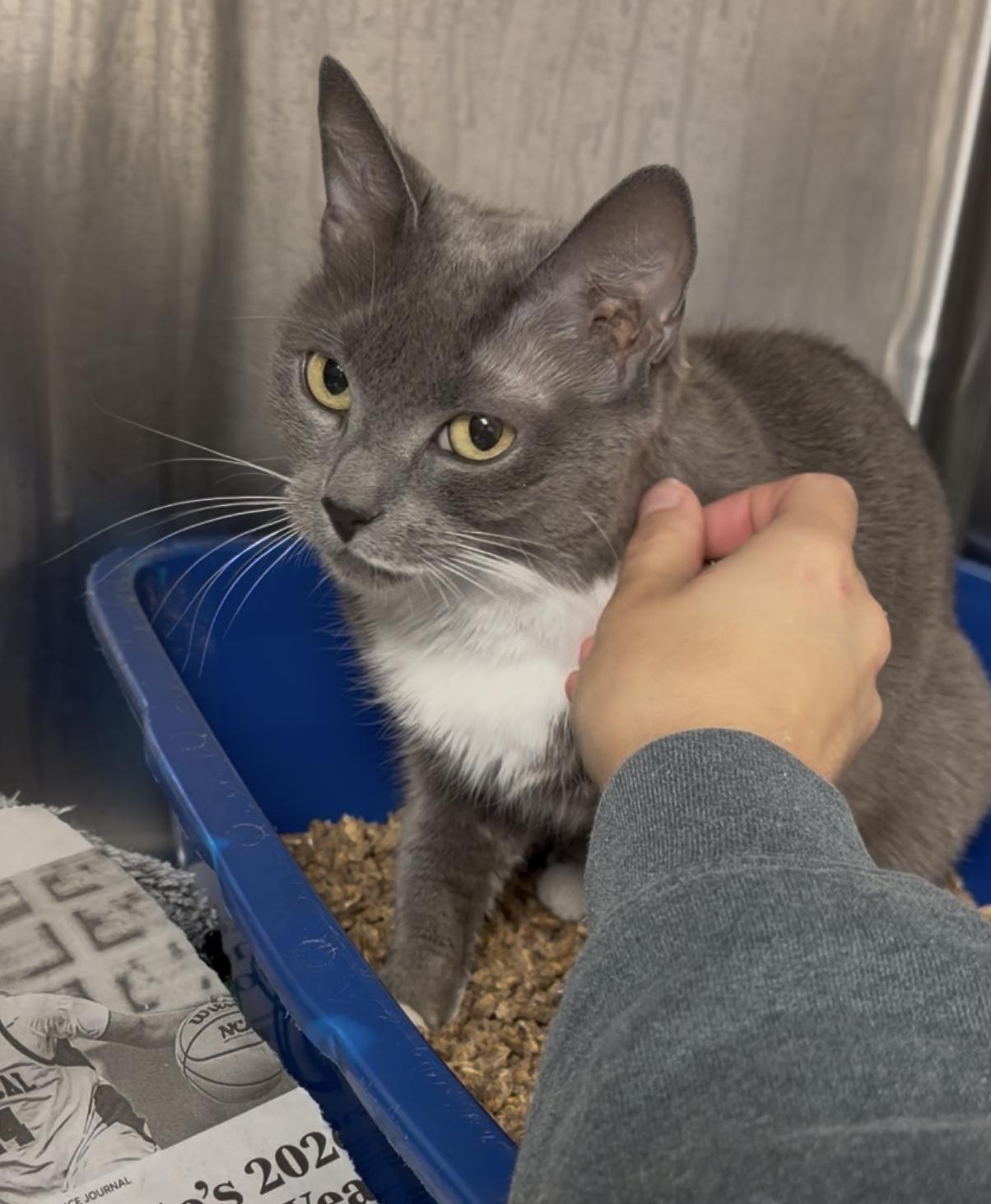 Enlarge Cynthia and Delilah (bonded girls), a ADOPTABLE American Shorthair in North Kingstown, RI image 5/6
