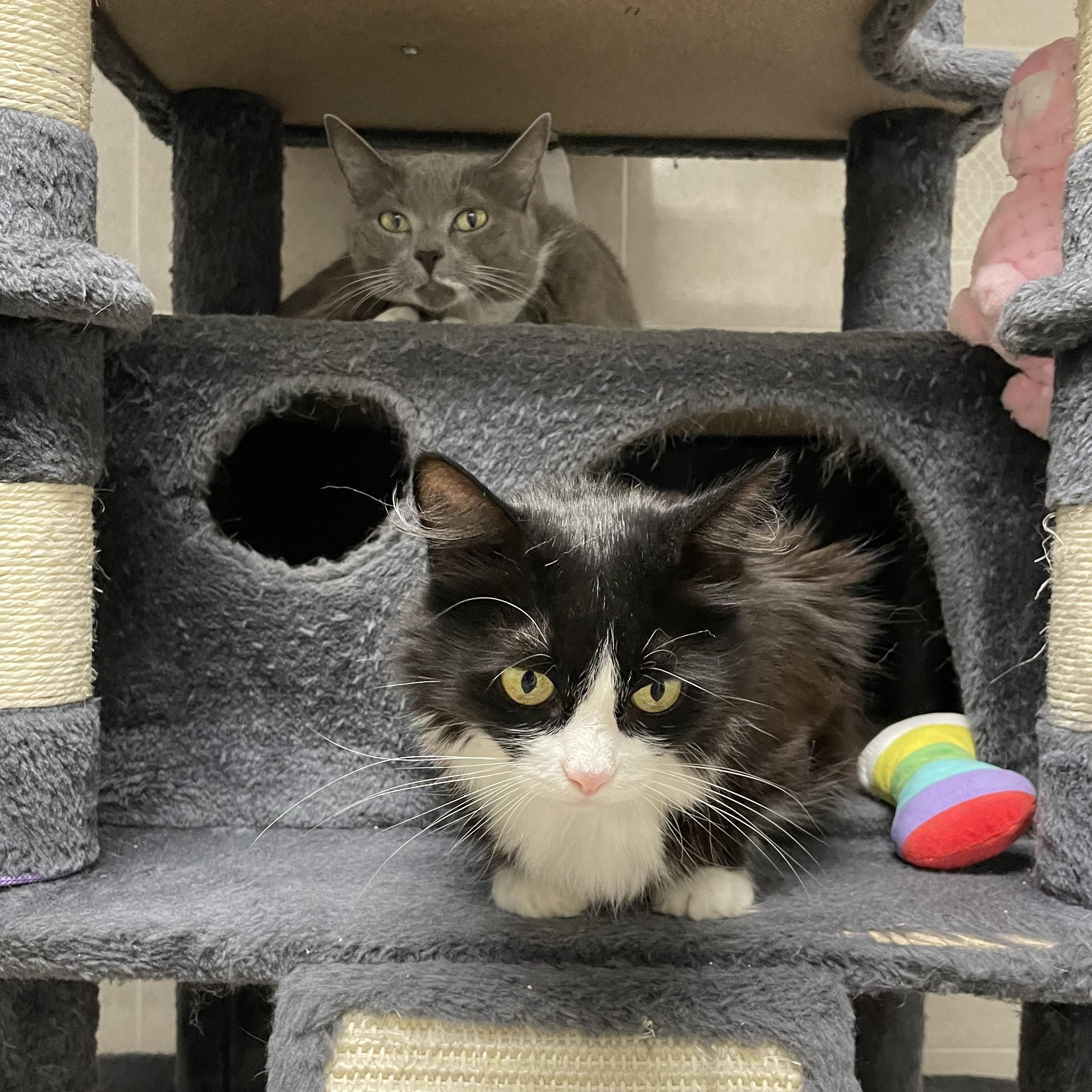 Cynthia and Delilah (bonded girls), ADOPTABLE, Adult Female American Shorthair.