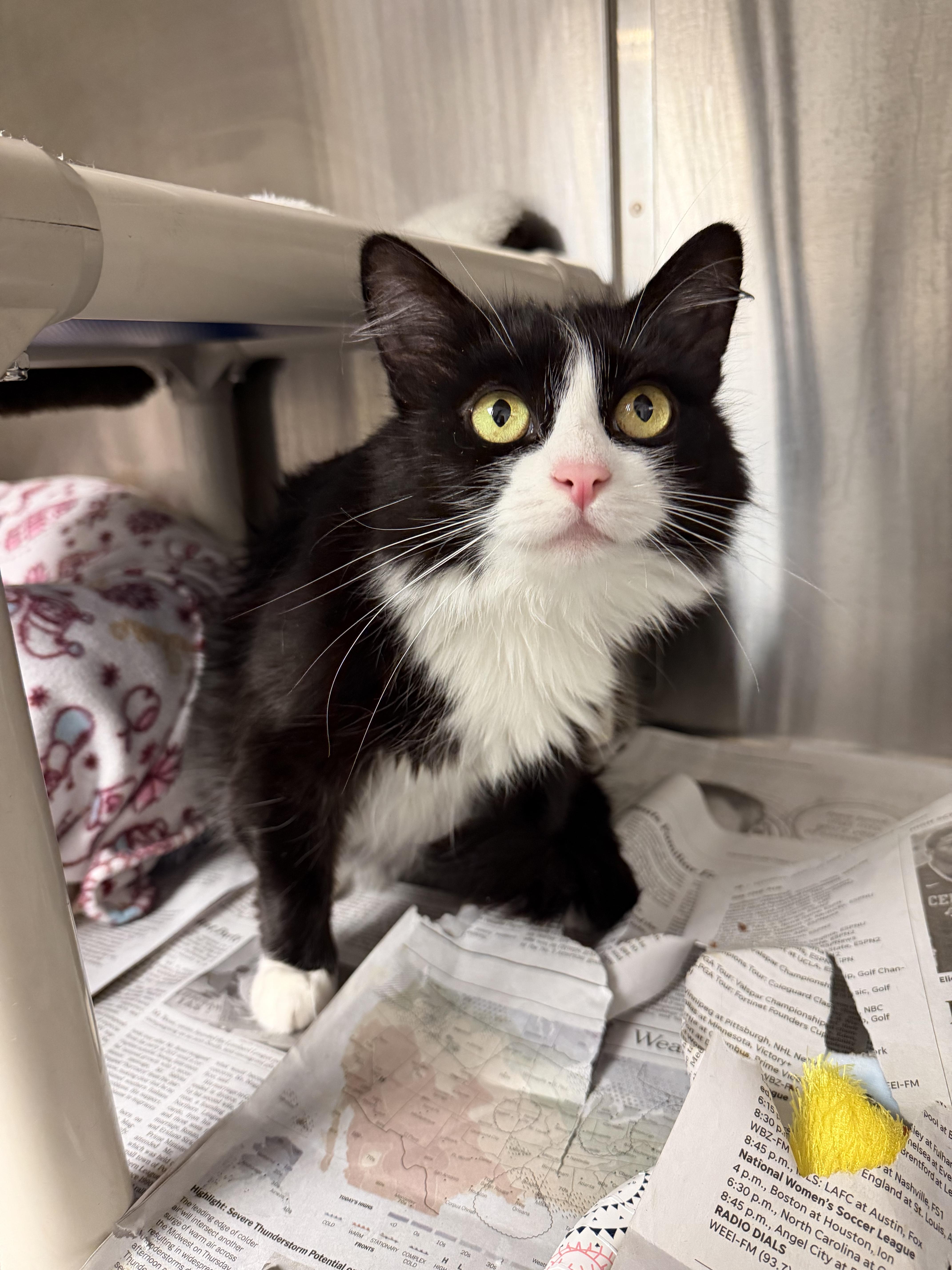 Enlarge Cynthia and Delilah (bonded girls), a ADOPTABLE American Shorthair in North Kingstown, RI image 1/6