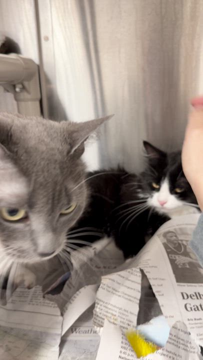 Enlarge Cynthia and Delilah (bonded girls), a ADOPTABLE American Shorthair in North Kingstown, RI video 3/6
