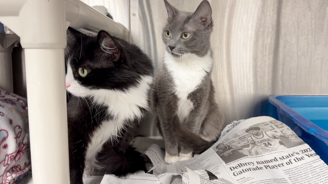 Enlarge Cynthia and Delilah (bonded girls), a ADOPTABLE American Shorthair in North Kingstown, RI video 4/6