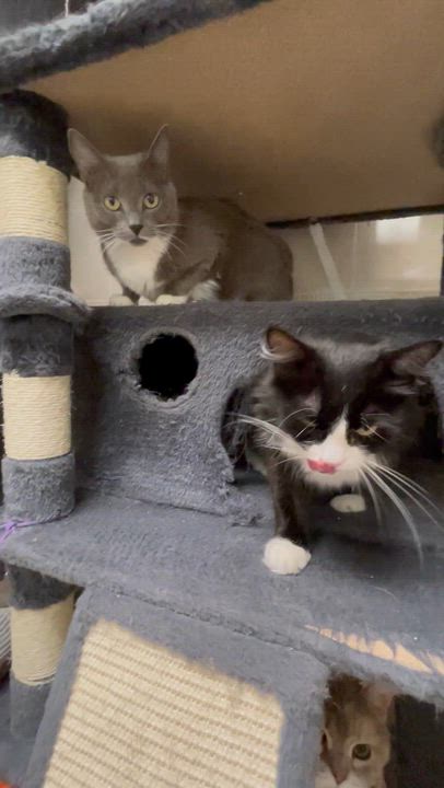 Enlarge Cynthia and Delilah (bonded girls), a ADOPTABLE American Shorthair in North Kingstown, RI video 5/6