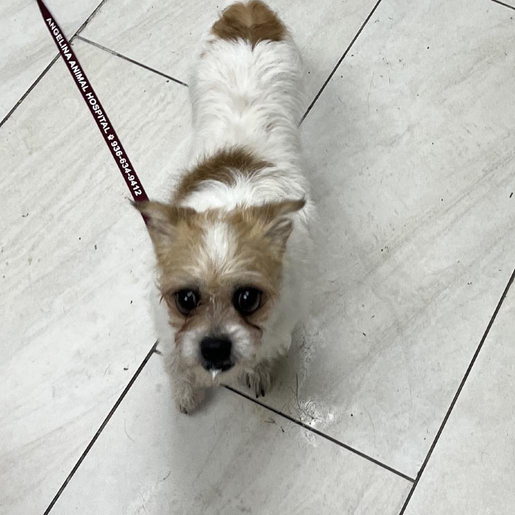 Buggy the poodle mix