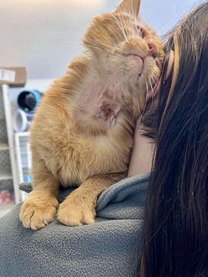 Simba (Nutty Buddy), Adoptable, Young Male Domestic Short Hair & Domestic Short Hair.