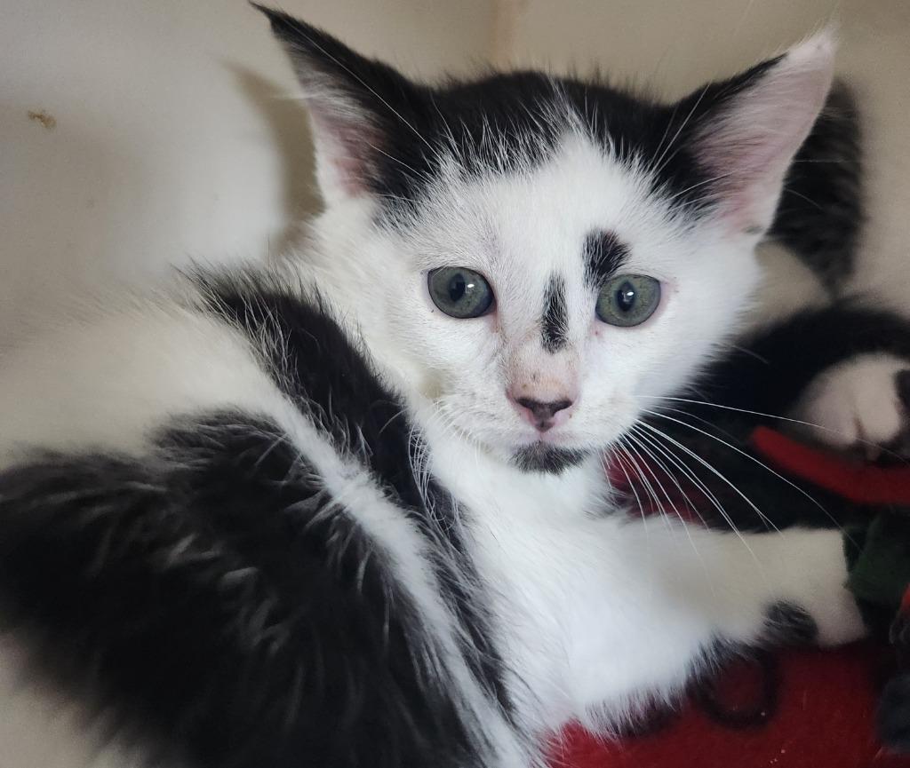 Henry, Adoptable, Kitten Male Domestic Medium Hair.