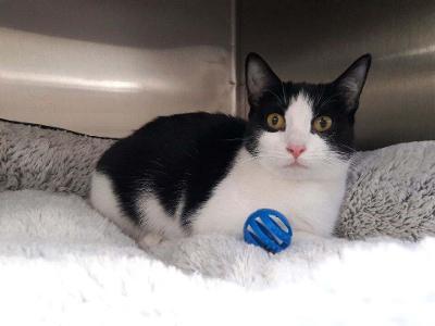 Frenchie, Adoptable, Young Female Domestic Short Hair.