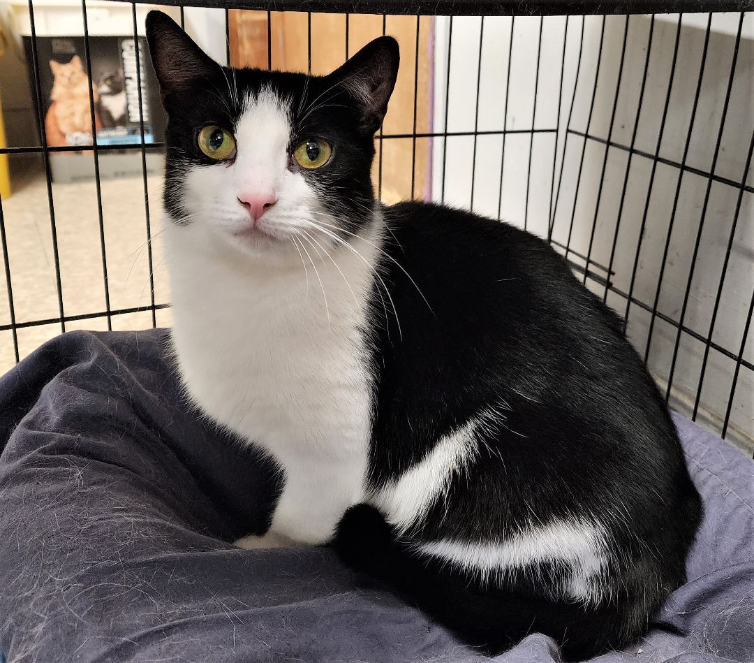 Enlarge Frenchie, a Adoptable Domestic Short Hair in Washingtonville, NY image 3/10