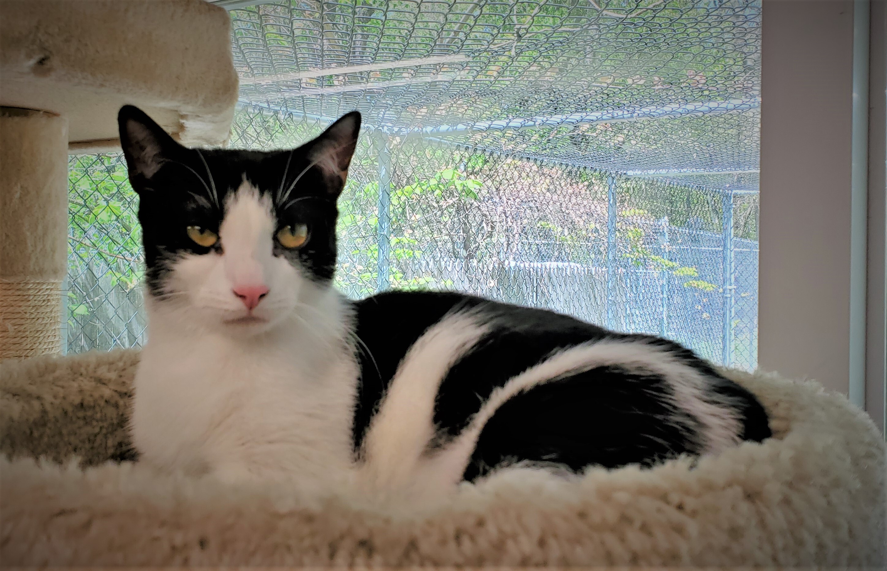 Enlarge Frenchie, a Adoptable Domestic Short Hair in Washingtonville, NY image 4/10