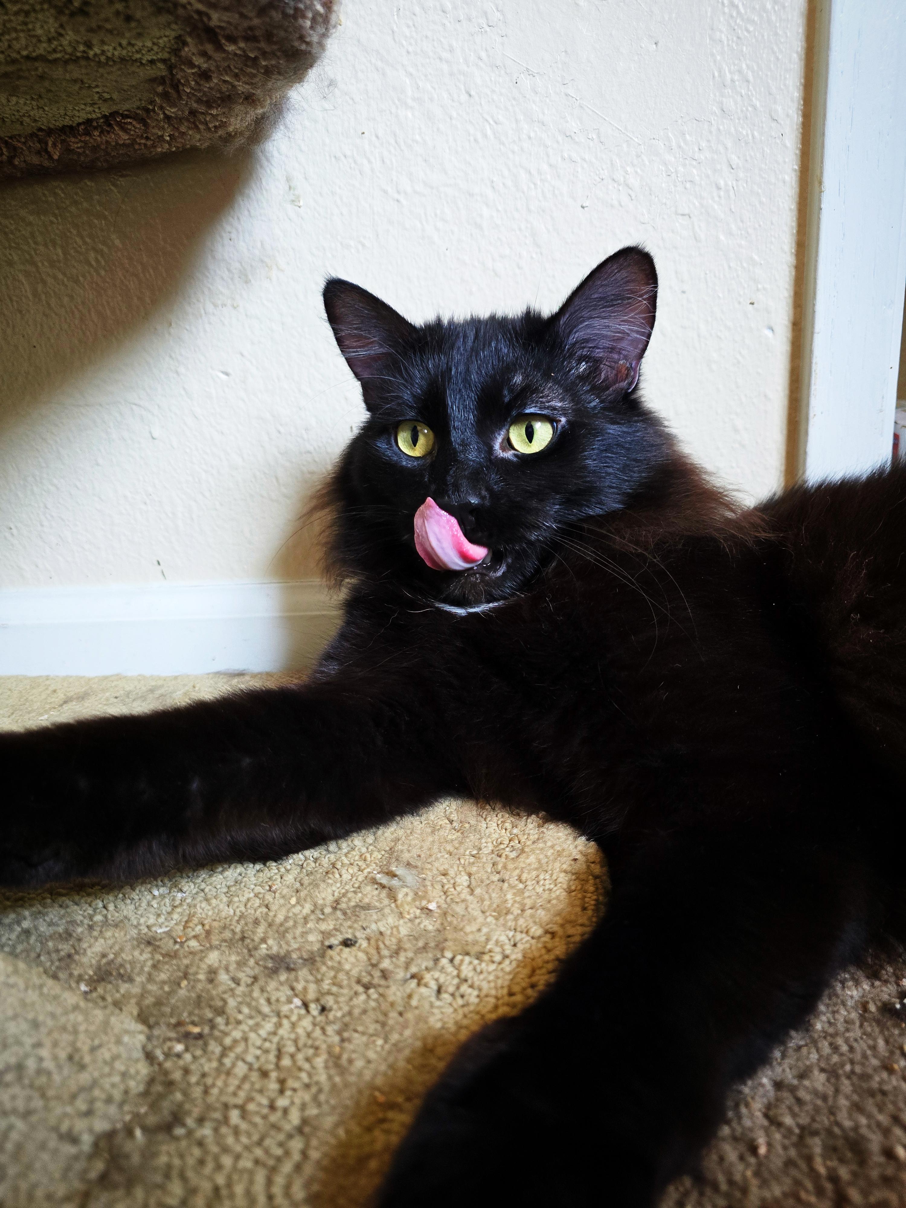 Mouse (BONDED WITH JASPER), Adopted, Adult Male Domestic Medium Hair.