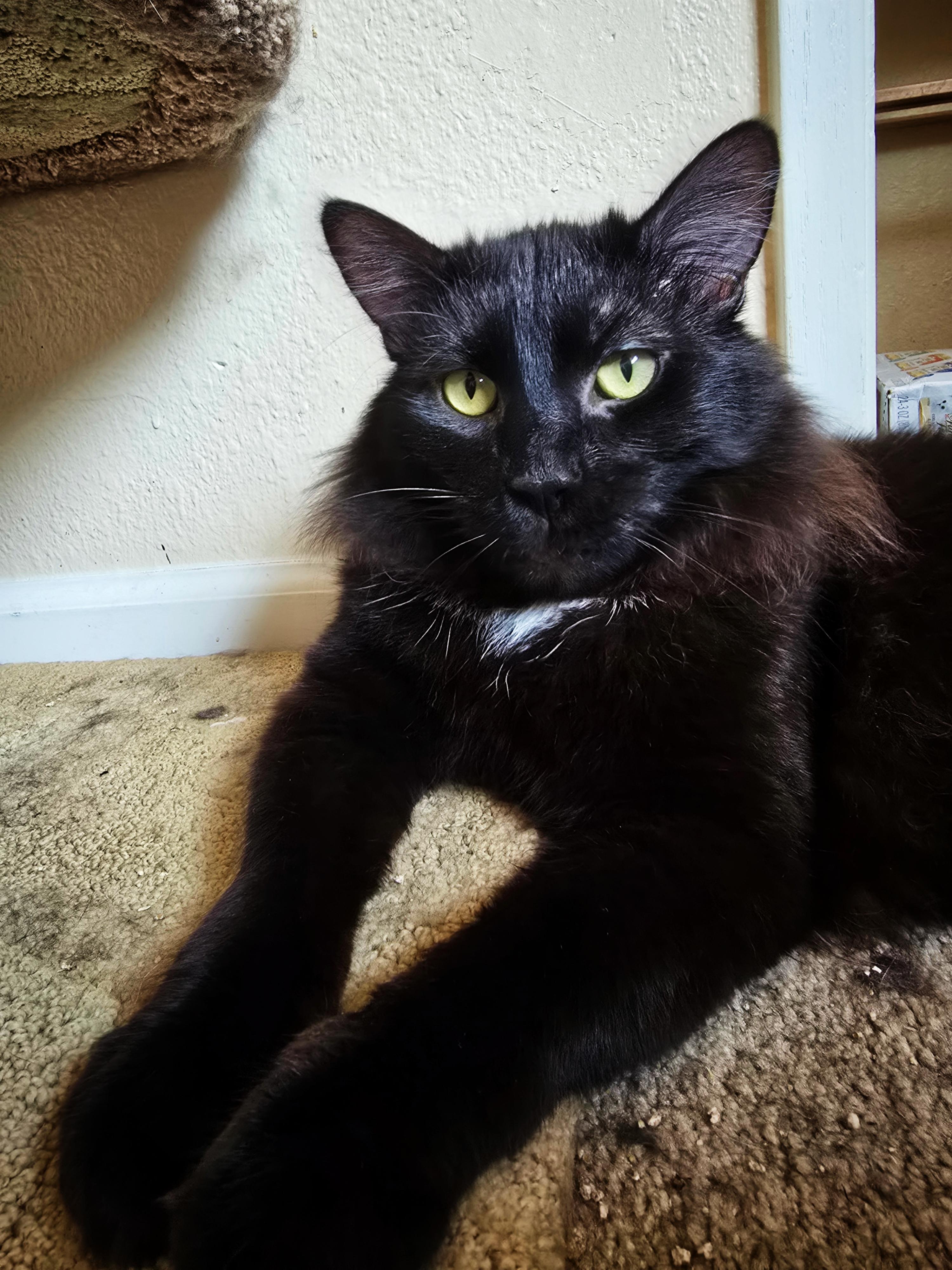 Enlarge Mouse (BONDED WITH JASPER), a Adopted Domestic Medium Hair in Sammamish, WA image 2/2