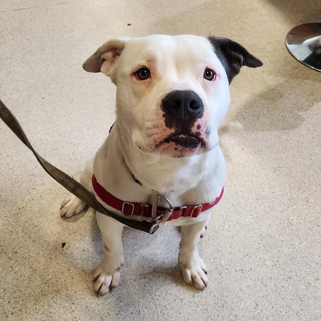 Snoopy — thumbnail 2