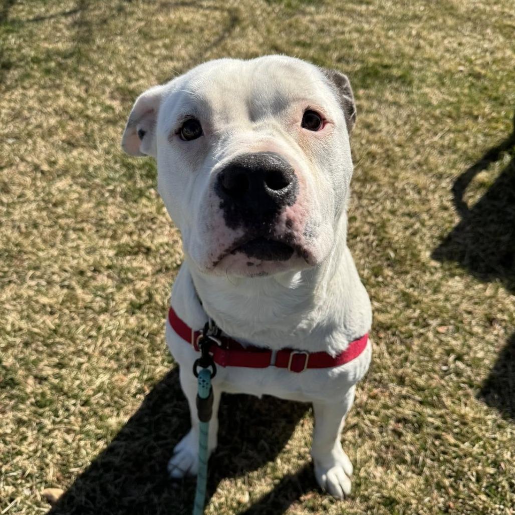 Snoopy — thumbnail 3